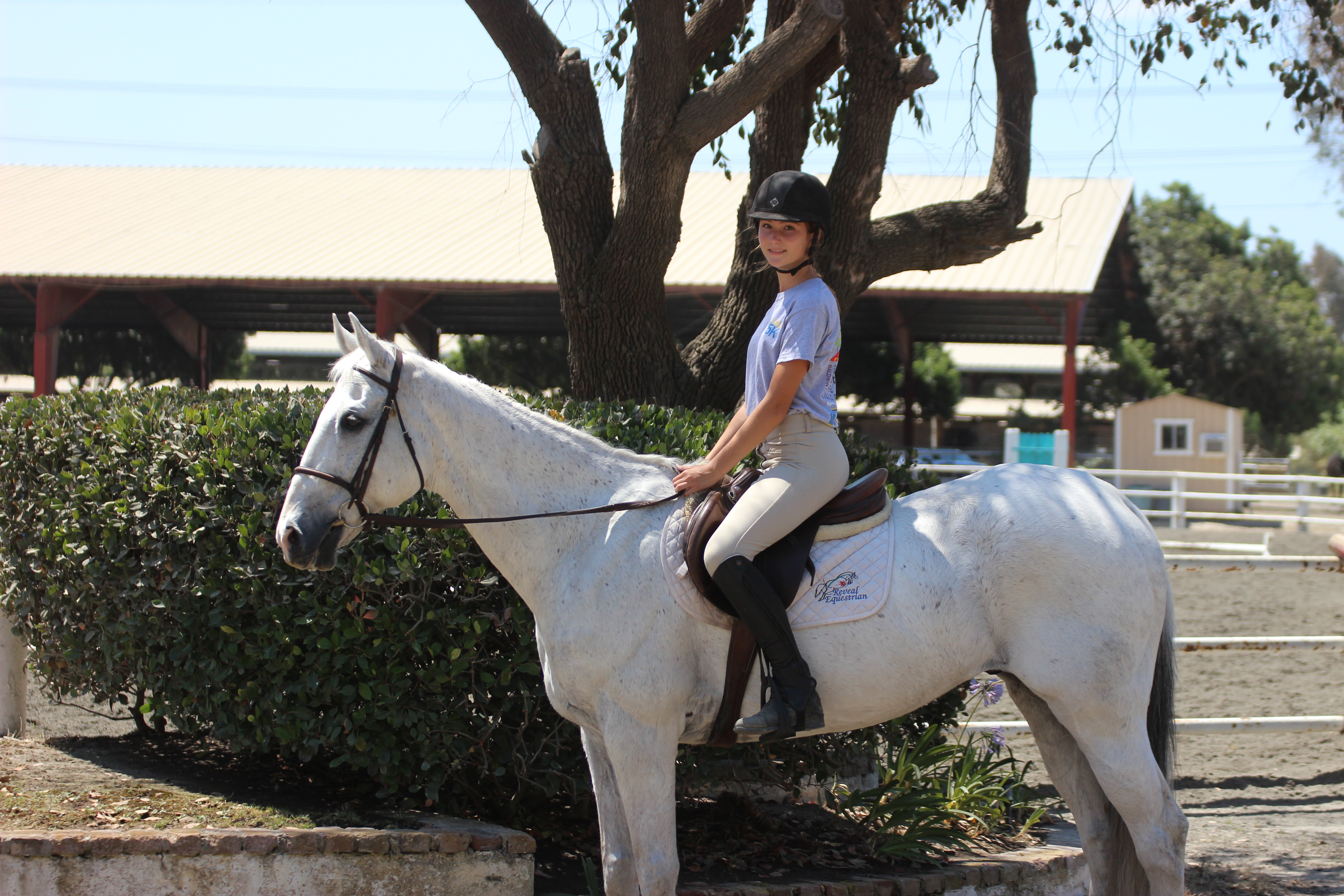 Apollo - Lesson Horse in San Juan Capistrano